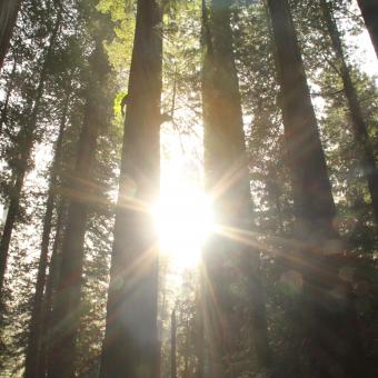 Coastal redwoods